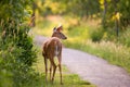 Horizontal back view of young female white-tailed deer standing in park with face in profile Royalty Free Stock Photo