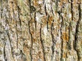 horizontal background - bark of old oak tree Royalty Free Stock Photo