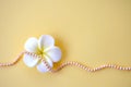 Horizontal background from beads from natural sea pink pearls and a white flower on a yellow background