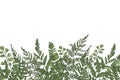 Horizontal background with beautiful ferns, wild herbs or green herbaceous plants growing at bottom edge on white