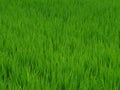 Horizontal background of fresh bright green leaves of a rice plant in a paddy field Royalty Free Stock Photo