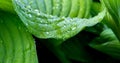 Horizontal background green leaf with water drops after rain. Natural baner, wallpaper, leaf texture. Royalty Free Stock Photo