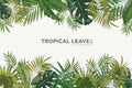 Horizontal background with green leaves of tropical palm tree, banana and monstera. Elegant backdrop decorated with