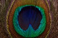 Horizontal background of peacock bright and colorful feathers close-up.