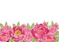 Horizontal background with pink peonies and green leaves isolated on a white background, stock vector illustration with 3D effect