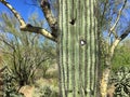Golf ball stuck in a Saguaro cactus in Arizona