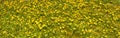 Horizontal background with soft focus - green meadow glade with a lot of yellow dandelions on it. Spring background. Cover Royalty Free Stock Photo