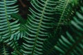 Horizontal background of some textured leafs on a bright green