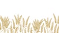Horizontal background with wheat ears at bottom edge. Natural decorative backdrop with organic cultivated cereal plant