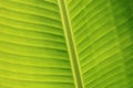 Horizontal banana leaf texture