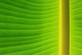 Horizontal banana leaf texture