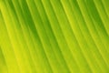 Horizontal banana leaf texture