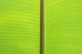 Horizontal banana leaf texture