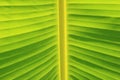 Horizontal banana leaf texture