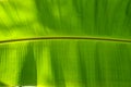 horizontal banana Leaves texture