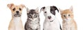 Horizontal banner of cute puppies and kittens