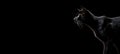 a black cat profile view. isolated against a black background. cat banner. Halloween.