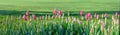 Horizontal banner gentle pink buds of blooming tulips on the background of lush green grass