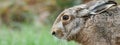 Horizontal banner or header with close up of brown european hare Lepus europaeus hiding in vegetation and relying on camouflage Royalty Free Stock Photo
