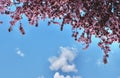 Horizontal Banner With Japanese Plum Flowers Of Pink Colour Against Vivid Blue Sky With Clouds. Nature Spring Background With A