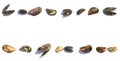 Horizontal banner made of sea mussel shells, isolated on white background with copy space Royalty Free Stock Photo