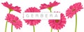 Horizontal banner with pink gerbera daisy flowers