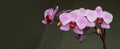 Horizontal banner. Pink mini phalaenopsis orchid with flowers and buds on a dark background. Selective, soft focus Royalty Free Stock Photo