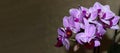 Horizontal banner. Pink mini phalaenopsis orchid with flowers and buds on a dark background. Selective, soft focus. Place for text Royalty Free Stock Photo