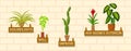Horizontal Banner template with houseplants on a wall