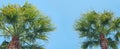 Horizontal banner of tropical green palm trees on a blue sky background, Summer concept travel Royalty Free Stock Photo