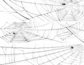 Horizontal banner of web of spider.