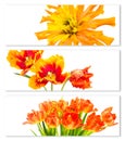 Horizontal banners with tulips and zinnia flowers