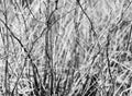 Horizontal black and white bush branches bokeh background backdr