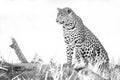 A horizontal, black and white photo of a resting leopard, Panthera pardus, in the Okavango Delta, Botswana.