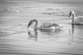 Horizontal black and white photograph of a pair of swans in the water