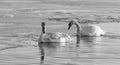 Horizontal black and white photograph of a pair of swans in the water Royalty Free Stock Photo