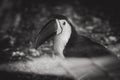 Monochrome 3 4 portrait of the channel-billed toucan (Ramphastos vitellinus)