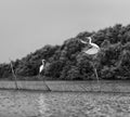 Horizontal black and white stork couple playing love games