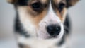 Horizontal blurred closeup portrait of cute little Welsh Corgi Pembroke puppy with sad eyes.