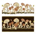 Horizontal border with honey mushroom on a white and dark background