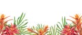 Horizontal border with tropical red flowers, green leaves, bromelia. Watercolor isolated pattern on white background, panoramic Royalty Free Stock Photo