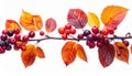 Horizontal Branch with Red Berries and Orange Fall Leaves on White Background Royalty Free Stock Photo