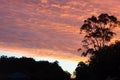 Horizontal burnt orange sunset with silhouette of trees