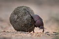 Close up of a dung beetle rolling its dung ball
