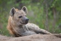 A resting spotted hyena on a mound. Royalty Free Stock Photo