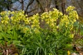 Horizontal close up of cowslip or primrose, Primula veris Royalty Free Stock Photo