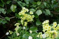 Horizontal close up of cowslip or primrose, Primula veris Royalty Free Stock Photo