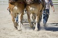 Two Horses and a Man Royalty Free Stock Photo