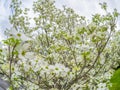 Close-up Fisheye View of Blooming Dogwood Tree Royalty Free Stock Photo