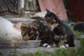 Tortoiseshell colored kitten watching adult cats eating